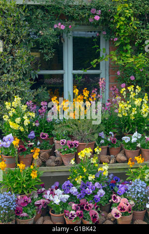 Spring flower display with wall flowers pansies and Forget-me-nots Stock Photo