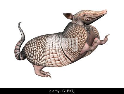 3D rendering of a wild armadillo isolated on white background Stock Photo