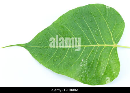 Sacred Fig on  white background Stock Photo