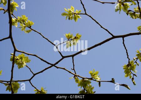 Samara or winged seeds of Ulmus glabra, Wych Elm in Spring, Wales, UK ...