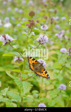 Small Tortoiseshell butterfly, Aglais urticae on Orange or Eau de cologne Mint, Mentha sp. in Autumn, Wales, UK Stock Photo