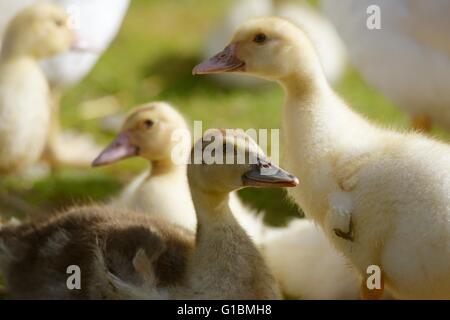 Young Muscovy Ducks, ducklings, Wales, UK Stock Photo