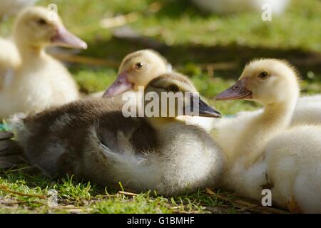 Young Muscovy Ducks, ducklings, Wales, UK Stock Photo