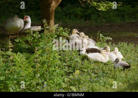 Young Muscovy ducks relax with adult females, Wales, UK Stock Photo