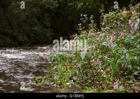 A stand of Himalayan Balsam, Impatiens glandulifera, River Wyre, Wales, UK Stock Photo