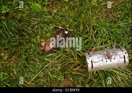 European Mole, Talpa europaea, dead after trapping in a spring trap placed in the underground run, Wales, UK Stock Photo