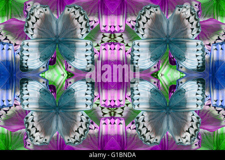 Beautiful multicolor pattern background texture made from Cambodian Junglequeen Butterfly (Stichophthalma howqua) Stock Photo