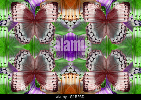 Beautiful multicolor pattern background texture made from Cambodian Junglequeen Butterfly (Stichophthalma howqua) Stock Photo