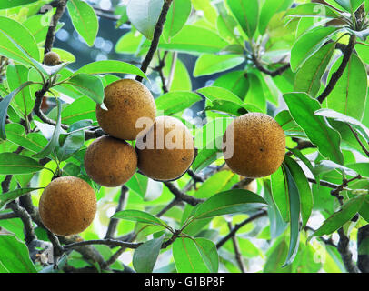 Ripening Sapodilla fruits in organic garden. Tropical fruit with exceptionally sweet and malty flavor. Stock Photo