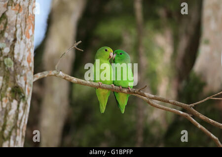 Green-rumped Parrotlet (Forpus passerinus) Stock Photo