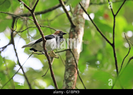 Bearded Bellbird (Procnias averano) Stock Photo