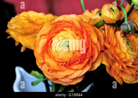 Beauty flowers of orange ranunculus for lovely present Stock Photo