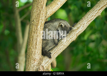 Pygmy Raccoon (Procyon pygmaeus) Critically endangered, Cozumel Island, Mexico. Less than 500 remain in existence Stock Photo