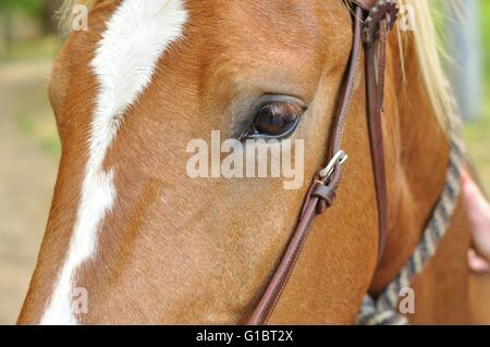 Shot of the eye and left part of the face of a brown horse Stock Photo