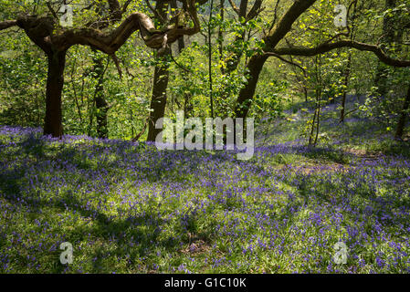An English Oak bough reaching out over masses of bluebells in an English woodland in spring. Stock Photo