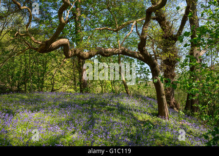 An English Oak bough reaching out over masses of bluebells in an English woodland in spring. Stock Photo