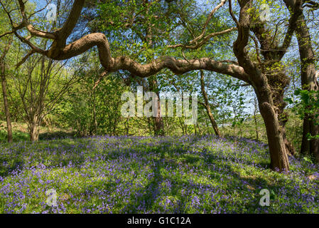 An English Oak bough reaching out over masses of bluebells in an English woodland in spring. Stock Photo