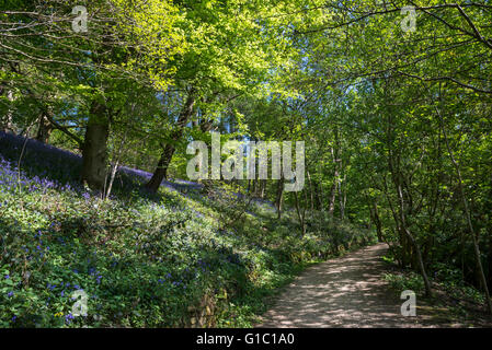 Path in Etherow country park, England in springtime with dappled sunlight and bluebells. Stock Photo