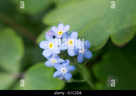 Forget me nots in spring sunshine Stock Photo