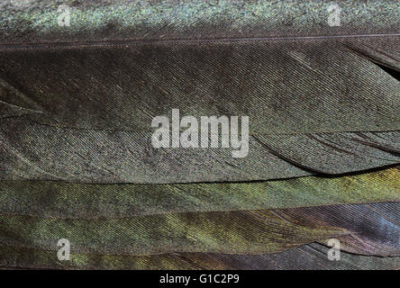 Close up of iridescence on magpie feathers Stock Photo
