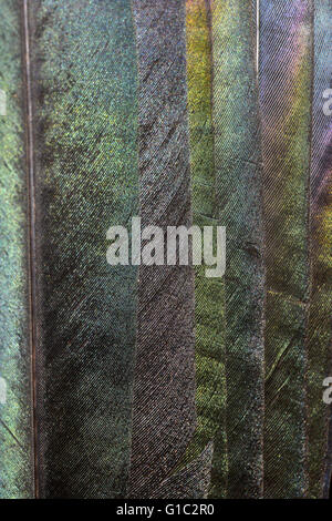 Close up of iridescence on magpie feathers Stock Photo