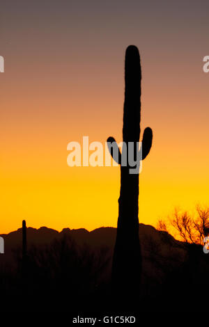 Silhouette of Saguaro Cactus in the Sonoran Desert Stock Photo - Alamy