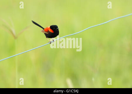 A boldly perched male Red-backed Fairywren. Stock Photo