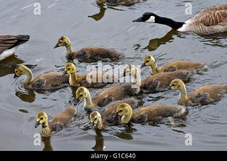 Young Canadian geese swimming next to mom Stock Photo