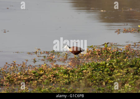 The African jacana (Actophilornis africanus) is a wader in the family Jacanidae, identifiable by long toes and long claws Stock Photo