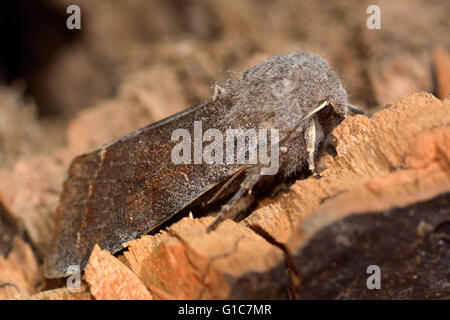 Clouded drab moth (Orthosia incerta) in profile. British insect in the family Noctuidae, the largest British family of moths Stock Photo