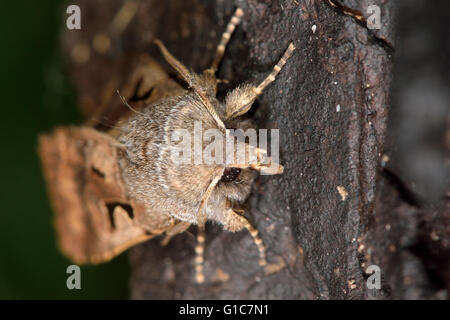 Hebrew character moth (Orthosia gothica). British insect in the family Noctuidae, the largest British family of moths Stock Photo