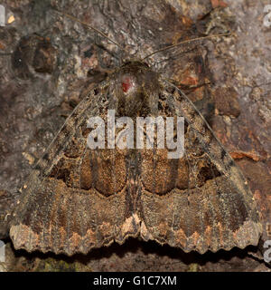 Old lady moth (Mormo maura). British insect in the family Noctuidae, the largest British family of moths Stock Photo