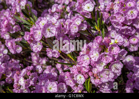 Mountain laurel pink blossom Kalmia latifolia Stock Photo