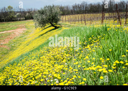 Blooming spring in the wonderful Italian hills. Stock Photo
