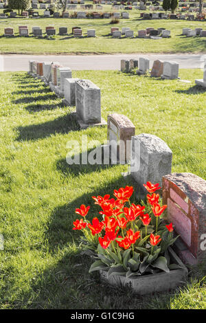 Headstones in Montreal Cemetery at sunset, with red tulips (vintage filter) Stock Photo