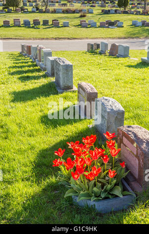 Headstones in Montreal Cemetery at sunset, with red tulips Stock Photo