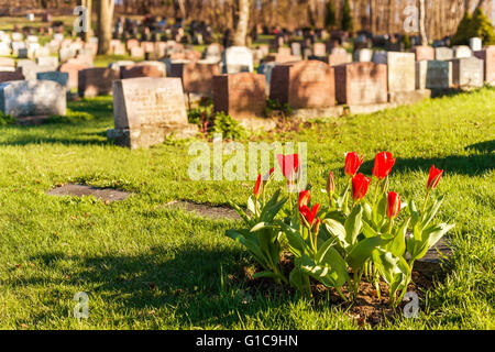 Headstones in Montreal Cemetery at sunset, with red tulips Stock Photo