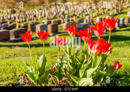 Headstones in Montreal Cemetery at sunset, with red tulips Stock Photo