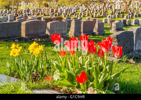 Headstones in Montreal Cemetery at sunset, with red tulips Stock Photo