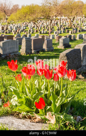 Headstones in Montreal Cemetery at sunset, with red tulips Stock Photo