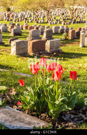 Headstones in Montreal Cemetery at sunset, with red tulips Stock Photo