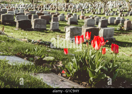 Headstones in Montreal Cemetery at sunset, with red tulips (vintage filter) Stock Photo