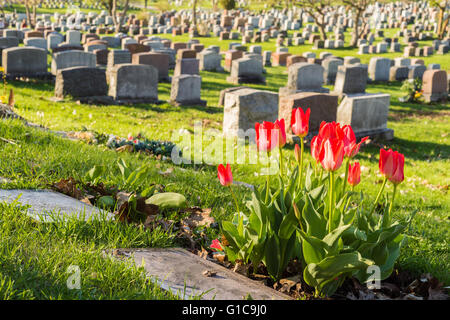 Headstones in Montreal Cemetery at sunset, with red tulips Stock Photo