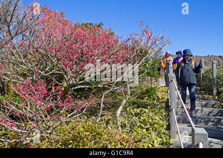 Hikers of the slopes of Hallasan, South Korea's highest mountain Stock Photo