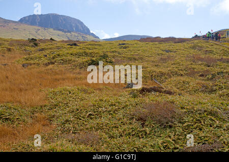 Hikers of the slopes of Hallasan, South Korea's highest mountain Stock Photo