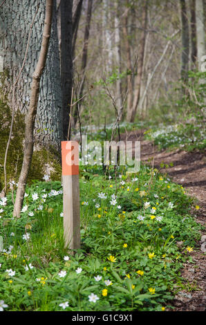 Wooden colored signpost by a footpath at spring with blossom white and yellow flowers Stock Photo