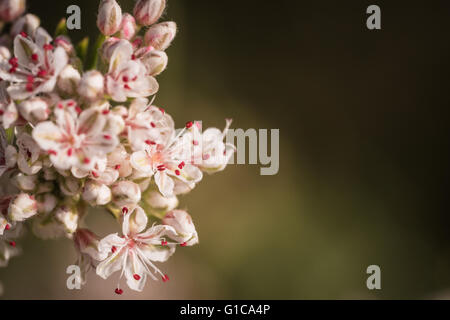 Details of the tiny California buckwheat wildflower growing near Los Angeles. Stock Photo