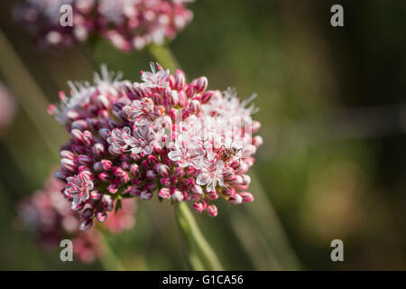 Small black ant approaches the blooms on a California buckwheat wildflower. Stock Photo