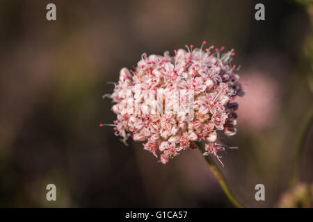 Small blooms of the California buckwheat wildflower growing in the Mojave desert. Stock Photo