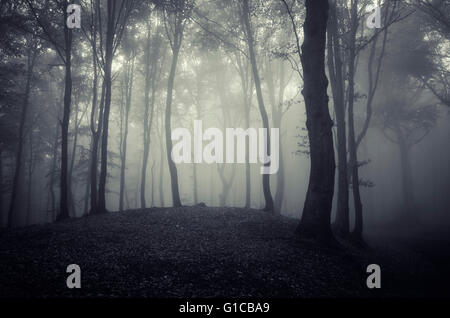 dark and gloomy forest with fog Stock Photo - Alamy